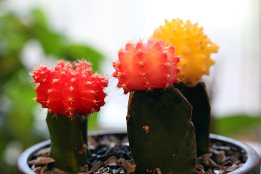 ��������������ͷ���(����