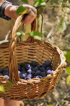 ���Ӱ�����������̥��ͥ��������������ӣ�