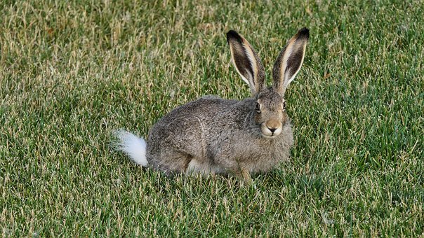 һ�꼶�������̣���������̸�ۡ���㡱ʱ��������̸��ʲô